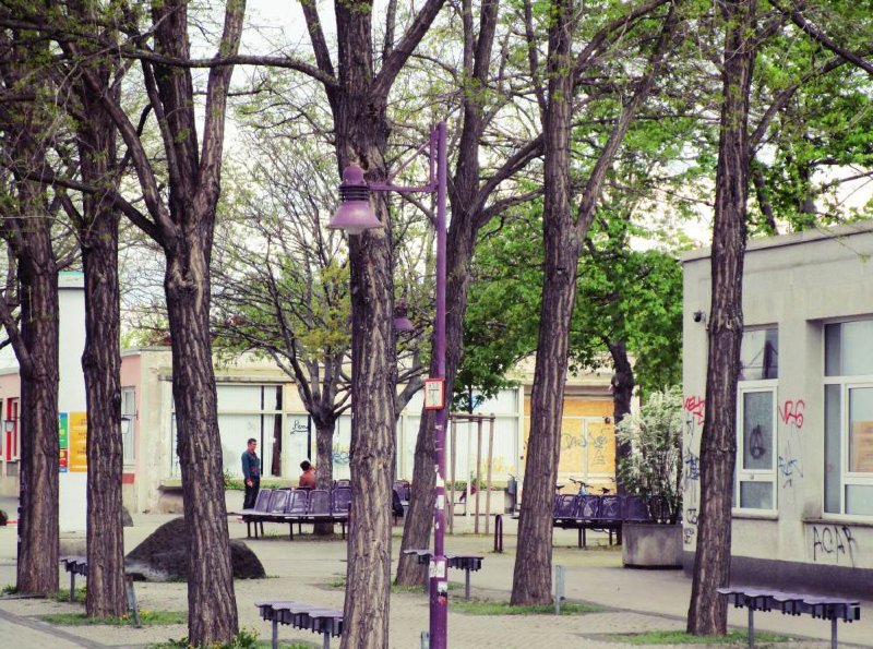 Ein Traum in lila. Erfurt, Johannesplatz. Foto: Franziska Wilhelm